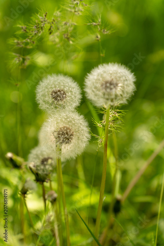 dandelion among green grass in summer garden