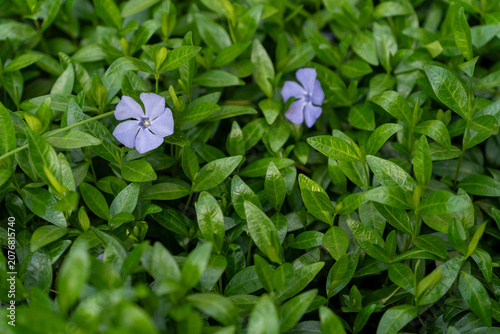 Periwinkle flower and leaves in spring garden