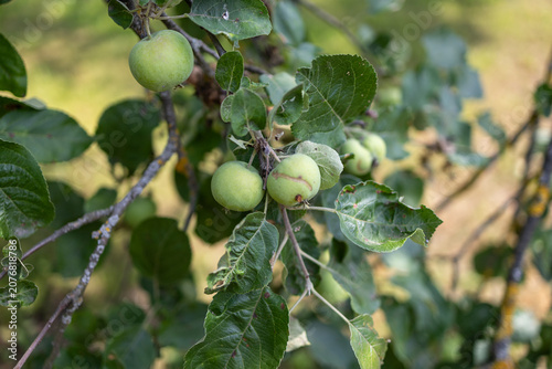 Unripe White Transparent apple (Malus domestica 'White Transparent') growing on a tree branch in an orchard – fruit and agriculture photography