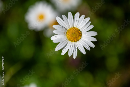 Fotografie Close-up of a single white daisy with water droplets against soft green bokeh background
