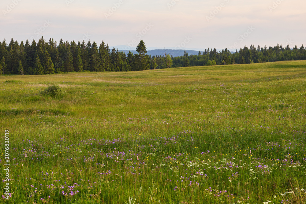 Fototapeta premium Wildflower Meadow in Krusne hory