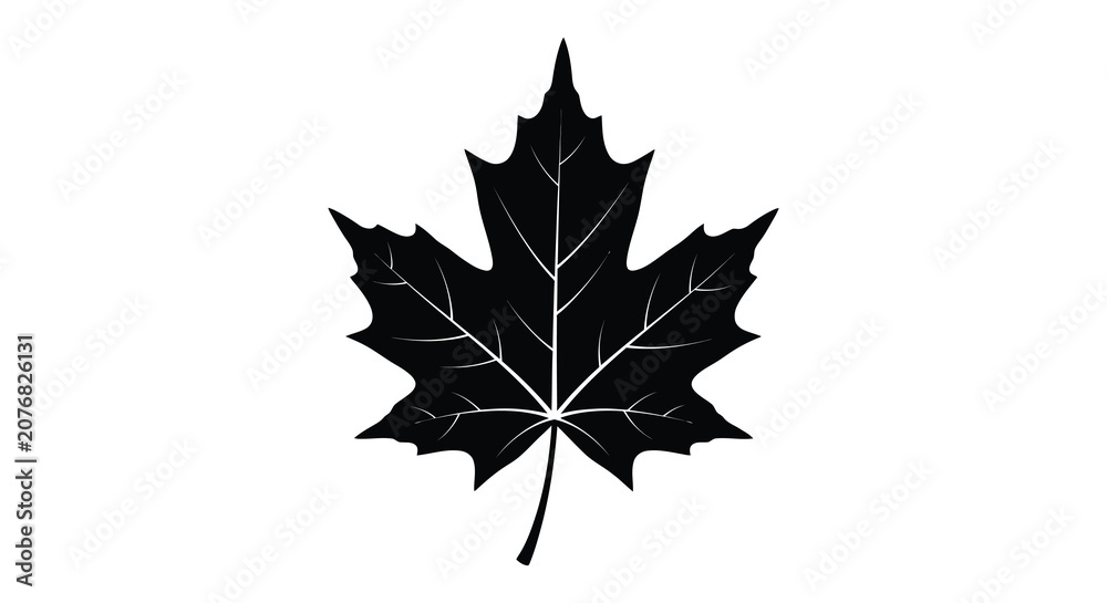 Fototapeta premium Maple leaf silhouette black white background nature