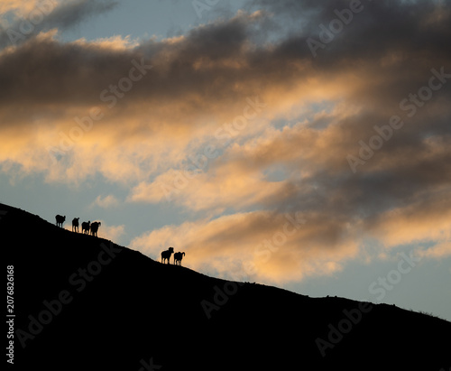 Quadro su tela Bighorn rams at sunrise on a ridge