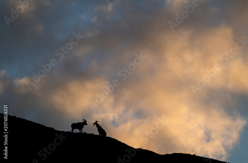 Quadro su tela Bighorn rams at sunrise on a ridge