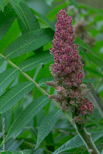Foto Rhus typhina in detail in a shade