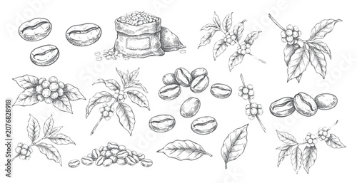 Konstfotografi Coffee botanical elements with bean sack, roasted beans, branches, and leaves in vintage engraving