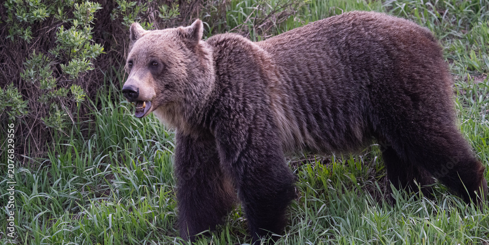 Fototapeta premium Grizzly bear in the Canadian Rockies in the spring