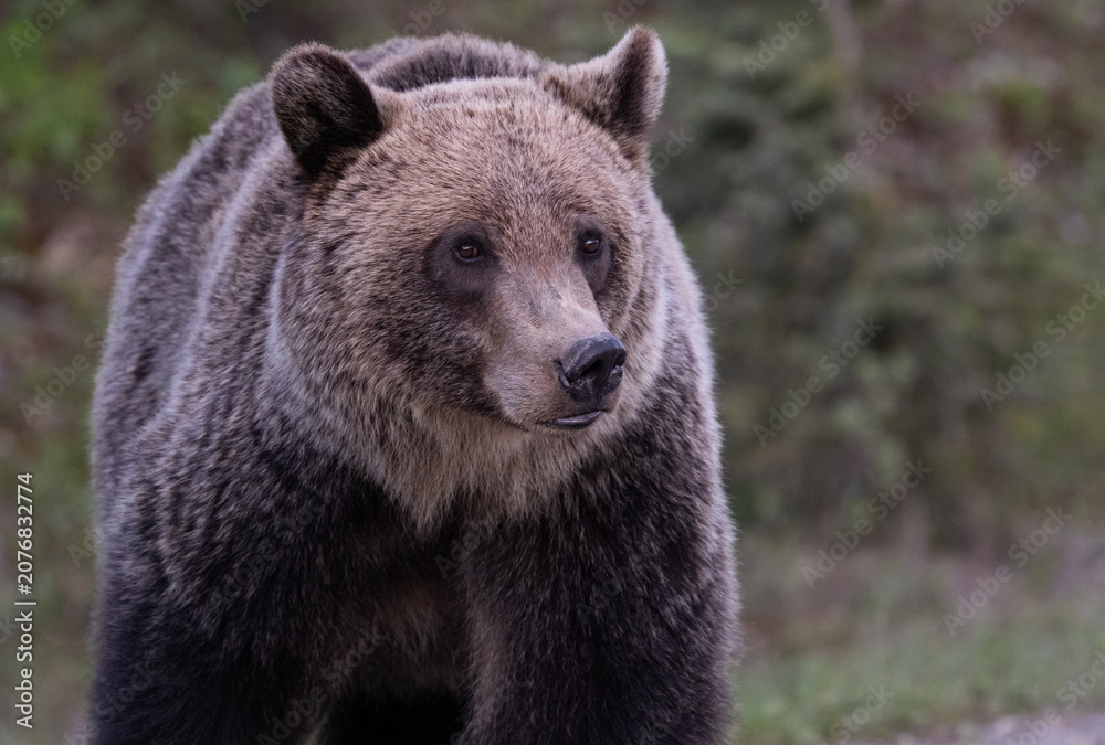Fototapeta premium Grizzly bear in the Canadian Rockies in the spring