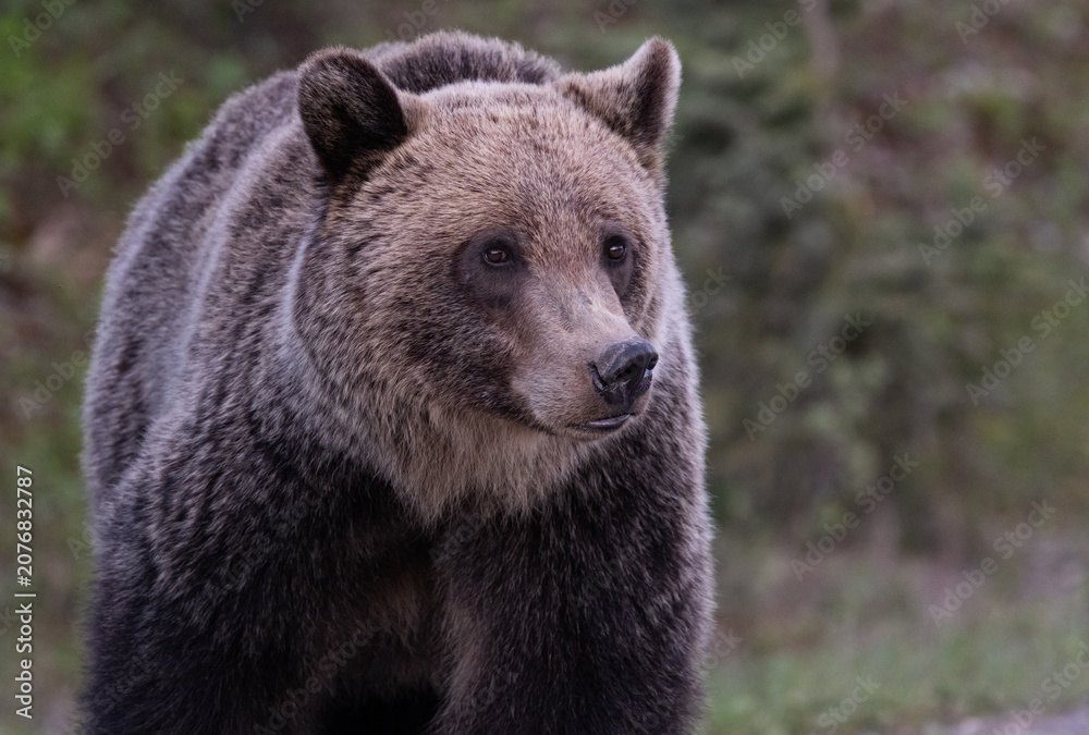 Fototapeta premium Grizzly bear in the Canadian Rockies in the spring