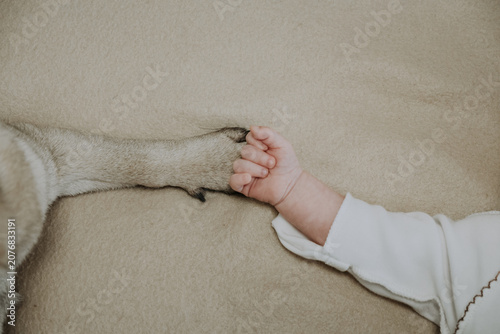 Close up of a pug paws and tiny baby feet resting on a soft beige blanket. The dog and baby feet interact. Concept of relationship between a child and pet. Happy lovely pet in family with child