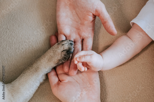 Softly cupped infant fingers within caring parents palms and dog paw. Delicate baby hand cradled tenderly by experienced adult hands in soft lighting. Cute moment with touching between pet and family