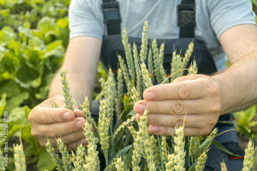 Quadro su tela A farmer is checking the growth of wheat plants in a field