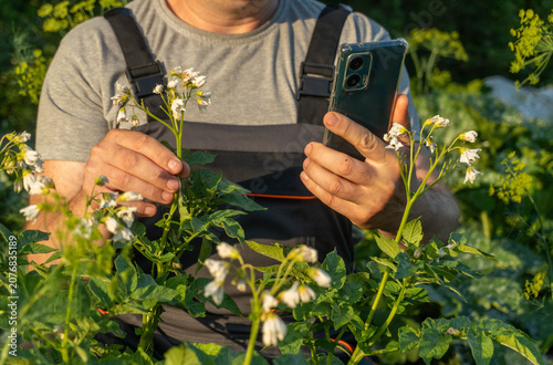 Agronomist looking at smartphone while holding small potato plant in garden. Against background of field with green crops and flowers