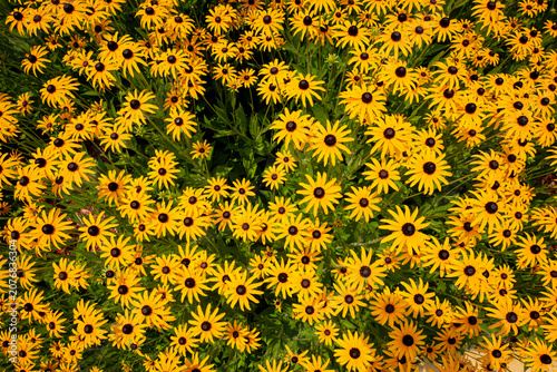 Dense Field of Blooming Black Eyed Susan Wildflowers
