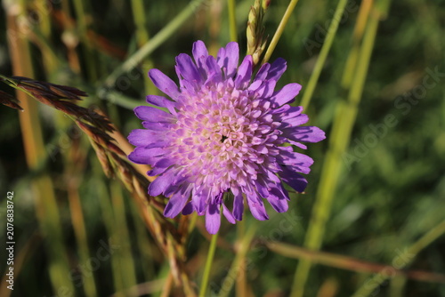Field scabious