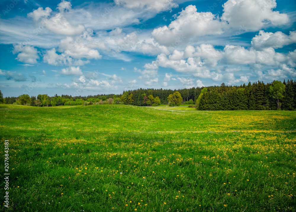 Obraz premium Peaceful picturesque mesmerizing atmospheric landscape meadow grasslands pasture with blooming dandelion flowers and forest, blue sky panorama, landscape horizontal format, real photo, non ai