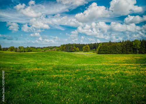 Peaceful picturesque mesmerizing atmospheric landscape meadow grasslands pasture with blooming dandelion flowers and forest, blue sky panorama, landscape horizontal format, real photo, non ai
