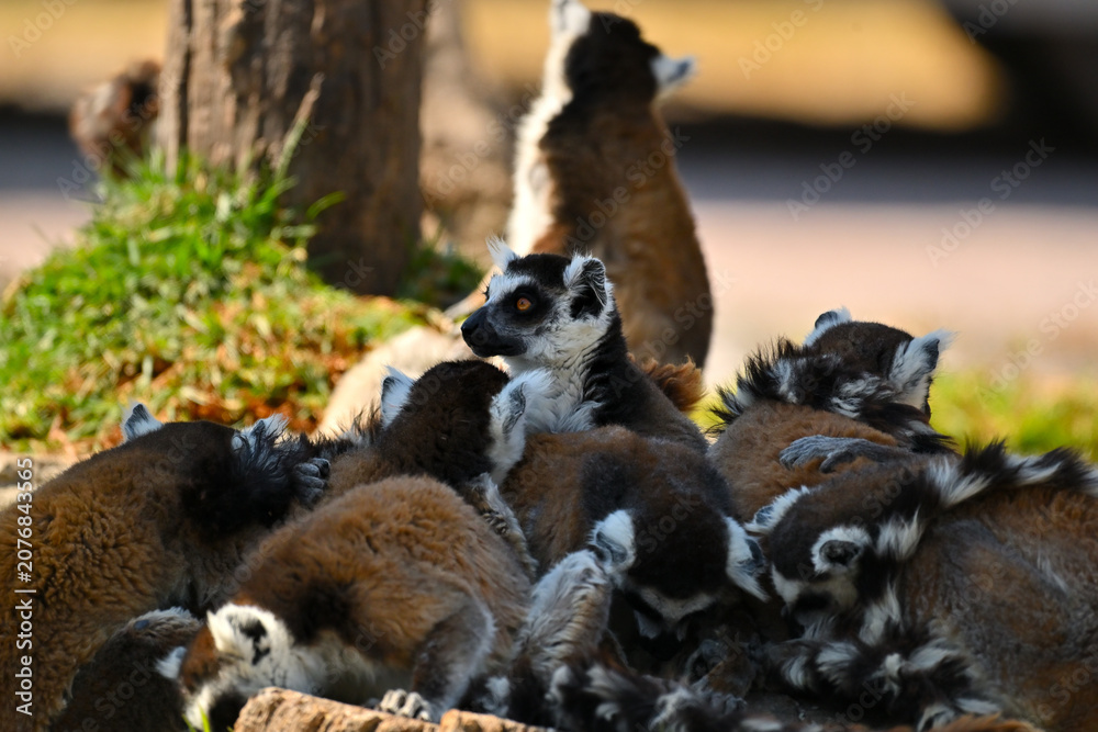Obraz premium Alert ring-tailed lemur looking away while huddling with its troop