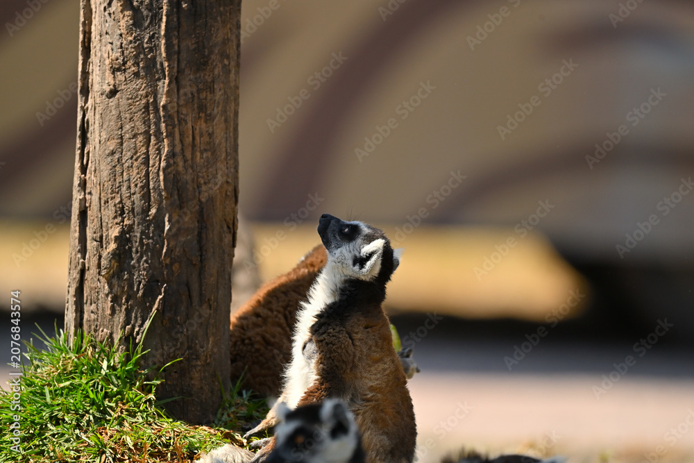 Fototapeta premium Close-up of a ring-tailed lemur with bright orange eyes in a group