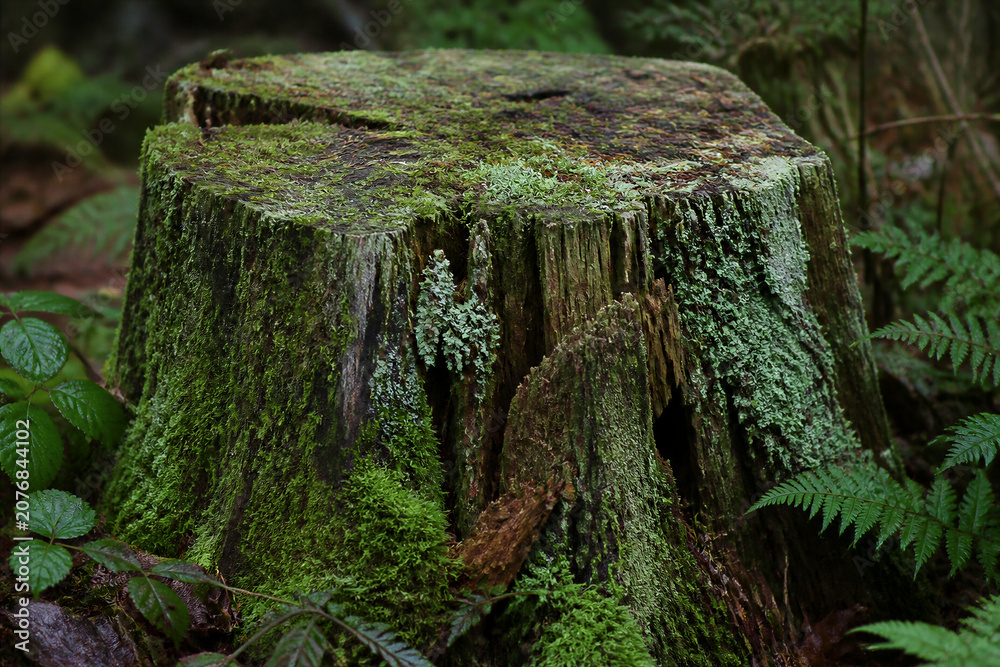 Naklejka premium Moss covered tree stump in dense forest undergrowth closeup