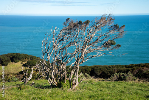 Manuka tree wind swept on a West Coast hill in New Zealand