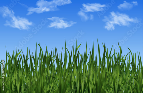 Field or meadow with green spring grass. Realistic horizontal landscape background with blue sky and lawn.