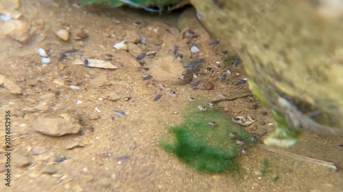 Aquatic insects darting and gliding on a clear freshwater stream surface