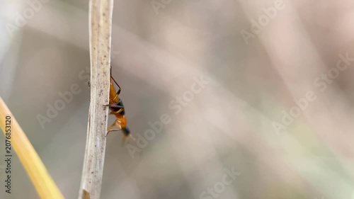 Paederus rove beetle laying an egg on a rice straw stem in an agricultural field