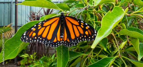 Foto Beautiful orange Monarch butterfly danaus plexippus with perfect wings perched o