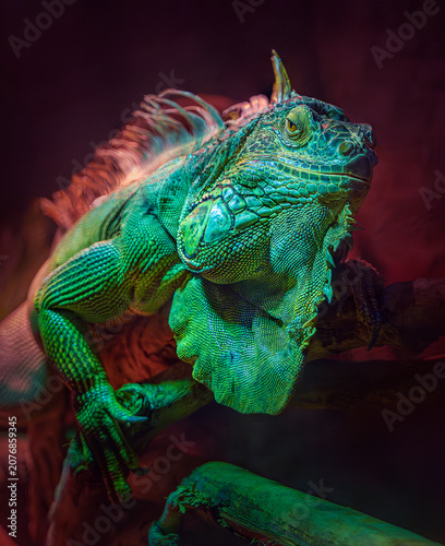 Close up portrait of green iguana lizard under neon lighting, The reptile skin textures and scales are sharply detailed under dramatic cinematic green and red neon lights against a dark moody backgro
