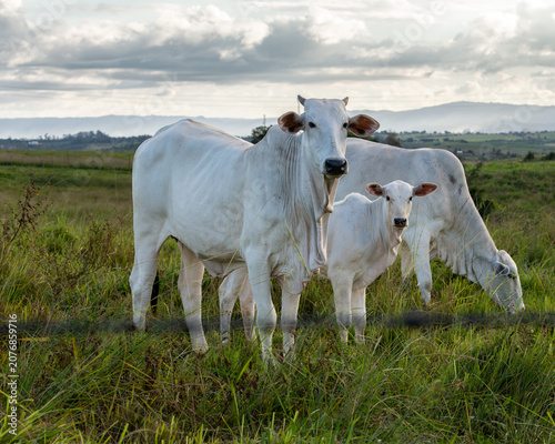 White Nelore Cattle Grazing in Pasture in Pirpirituba, Paraíba, Brazil
