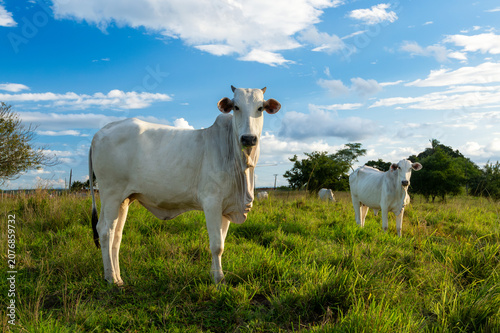 White Nelore Cattle Grazing in Pasture in Pirpirituba, Paraíba, Brazil