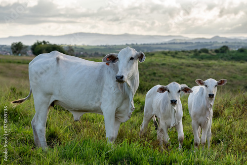Nelore Cow and Her Two Calves in a Green Pasture in Pirpirituba, Paraiba, Brazil