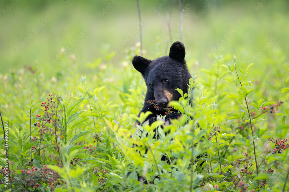 Fototapeta premium Amercan black bear feeding on berries