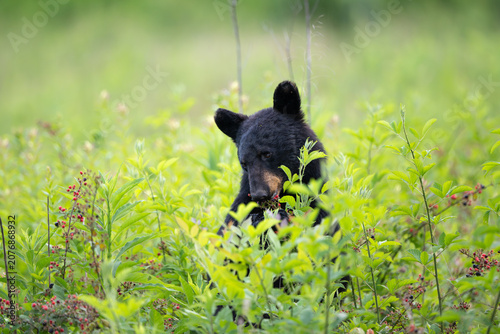 Amercan black bear feeding on berries