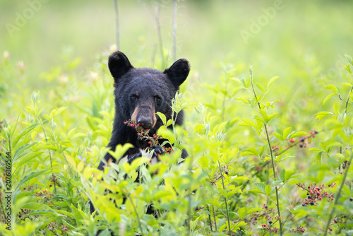Amercan black bear feeding on berries