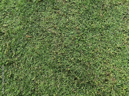 Fotografie Top view of fresh green grass texture background