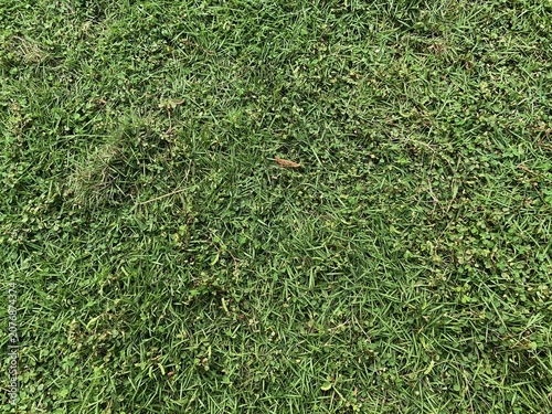 Fotografie Top view of fresh green grass texture background