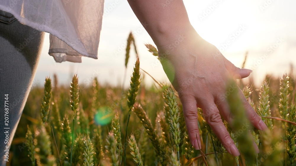 Fototapeta premium Farmer woman hand touches ears wheat in field, sky. Business woman inspecting future grain harvest. Farmer walks through wheat field sunset, touching green ears wheat with hands. Agricultural business