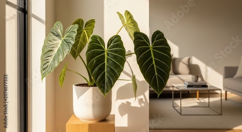 Exquisite Philodendron gloriosum houseplant with vibrant green, velvety leaves and striking white veins, beautifully illuminated by sunlight in a modern interior.