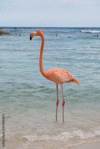 Flamingo on a tropical beach (vertical format)