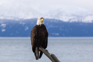 Mature Bald Eagle with muddy crest Perched on Driftwood Looking Straight Ahead, Kachemak Bay, Alaska