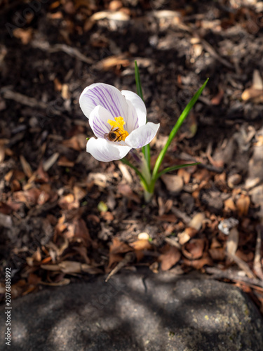 first white and purple crocus in the spring with bee