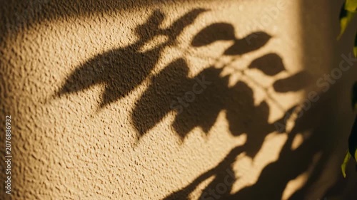Shadow of leaf branch on textured wall surface