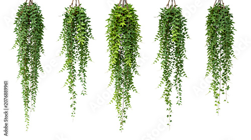 Set of Five Lush Hanging Green Vine Plants Isolated on White Background for Interior Design and Home Decoration Concepts