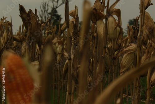 Fotografie Corn Field