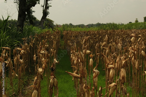 Foto Corn Field