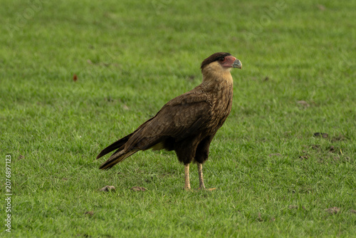 The Crested Caracara (Caracara plancus), often referred to by the synonym Polyborus plancus, is a large, distinctive bird of prey in the falcon family, Falconidae.