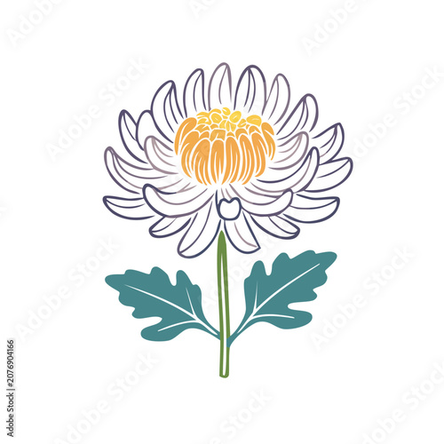 Flat vector illustration of a chrysanthemum flower