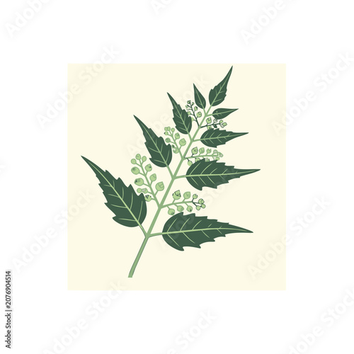 Black nightshade plant with berries vector illustration